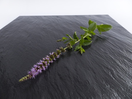 Peppermint with flower on a slate plate 

の写真素材