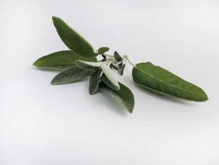 Sage Cut in front of white background の写真素材