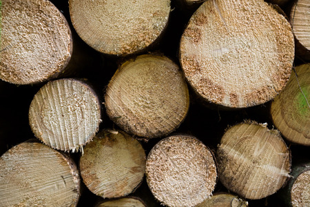 Many felled tree trunks as background 