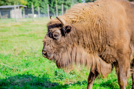 Bison on a green field in the cross section の写真素材