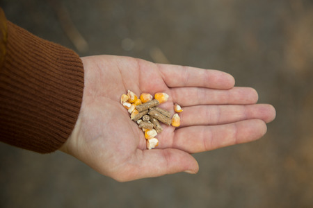 A hand with food for animals 