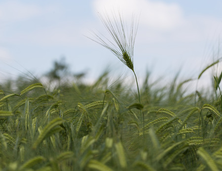 Individual barley in a field detail.の写真素材