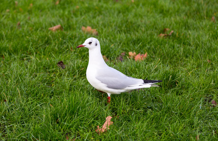 White pigeon on a green meadow.の写真素材