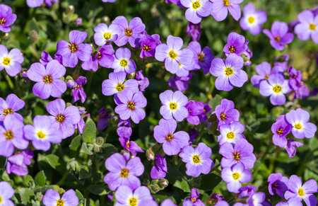 many Aubretia on a meadow as background.の写真素材