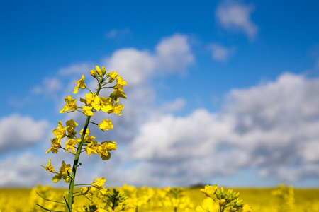 Canola field in summer with yellow flowers and blue sky.の写真素材