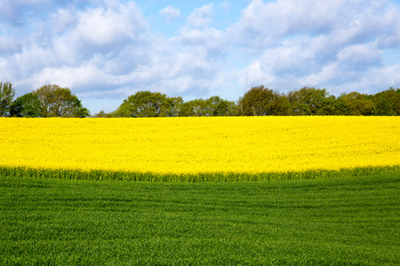 Canola field in summer with yellow flowers and blue sky.