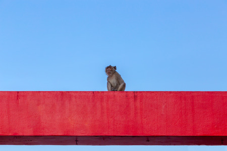 Monkey at Khao Takiab Temple in Hua Hin Thailand.の写真素材