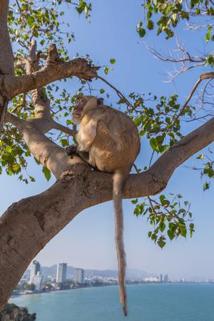 Monkey at Khao Takiab Temple in Hua Hin Thailand.の写真素材