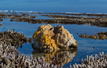 Corals Le Morne Mauritius at low tide.の写真素材