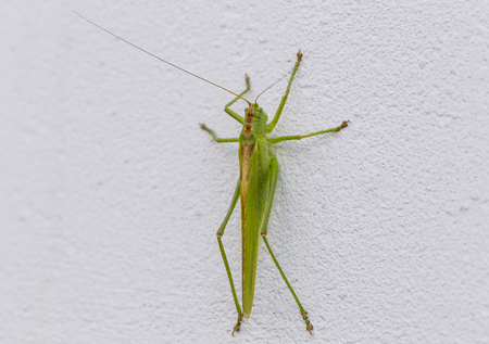 Grasshopper sitting on a white macro wall.の写真素材