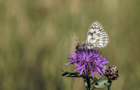 Marbled White butterfly on flower with copyspaceの写真素材