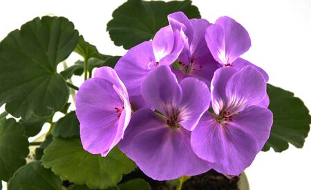 geranium on the windowsill