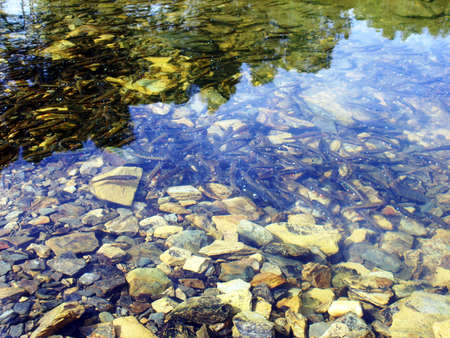 Flock of fishes in a transparent stream, with a stony bottomの写真素材