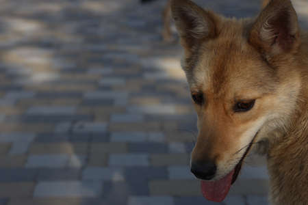 homeless dog looking for a family