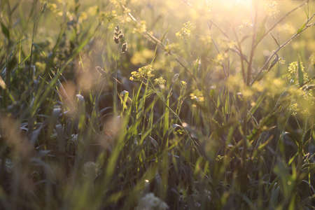 Beautiful forest in spring. Wildflowers under tree crowns with sunrise at dawn