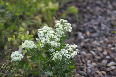 white blossom of apple trees in springtimeの写真素材
