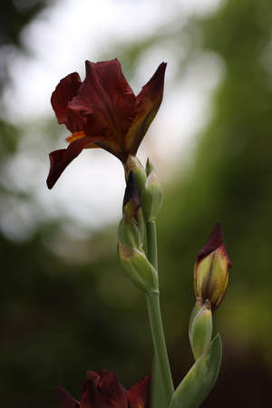iris flower. white isolated background with clipping path. Closeup no shadows. Natureの写真素材