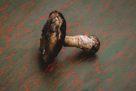 big white mushroom on gray background