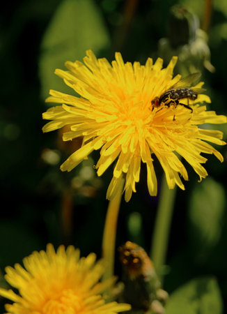 Sunflower field landscape closeup vehement yellow colorの写真素材