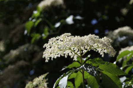 A branch of a blossoming tree