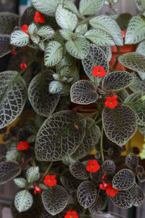 Colorful flowers in bucket collection isolated on whiteの写真素材