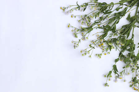 Chamomile bouquet on light background, place for text