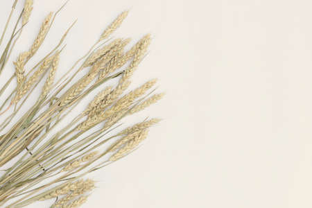 Wheat ears isolated on white background