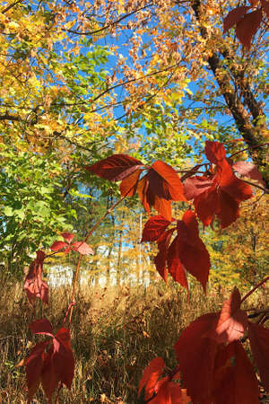 Autumn. Beautiful autumn park. Nature beauty scene. Autumn landscape, trees and leaves