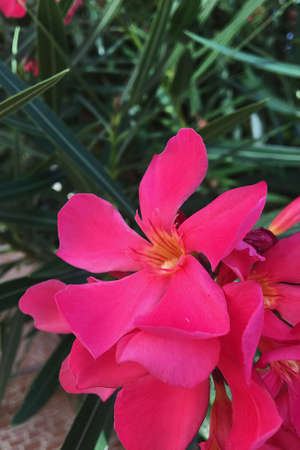 Red hibiscus flower on a green background. In the tropical garden.