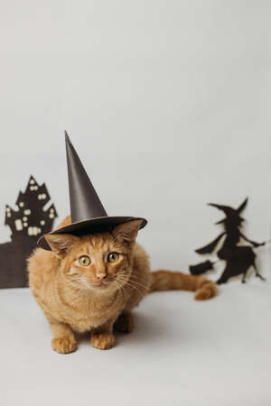 Funny ginger cat in a witch hat on a white background.の写真素材