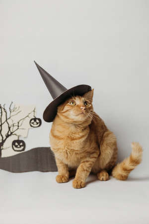 Cute ginger cat in witch hat on white background. Halloween conceptの写真素材