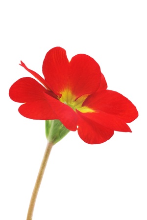 Red flower の写真素材