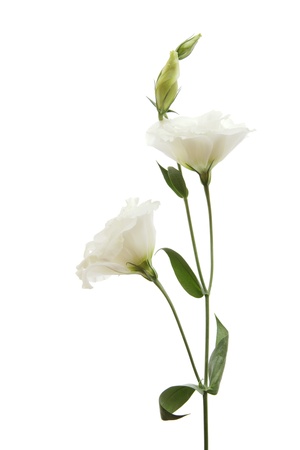 White flowersの写真素材