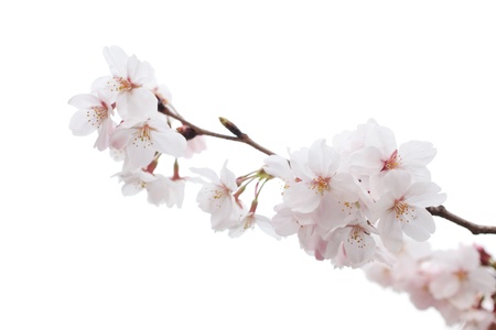 Closeup of Cherry blossomの写真素材