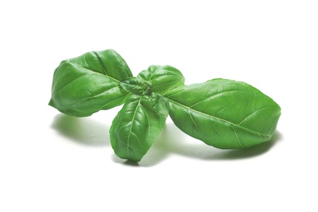 basil leavesの写真素材