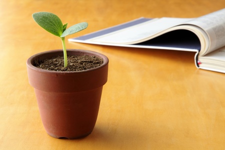 Young plant and open book の写真素材