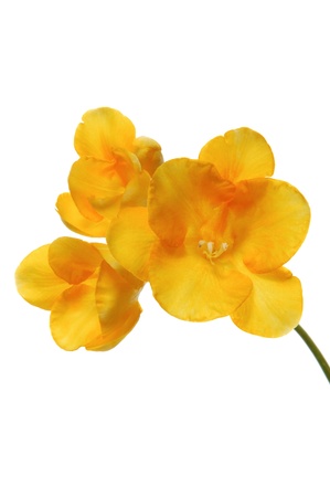 Yellow freesia isolated on white background                            の写真素材