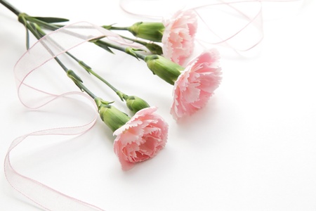 Pink carnations and pink ribbonの写真素材