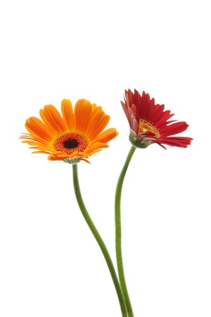 Red and orange gerbera daisies isolated on white backgroundの写真素材