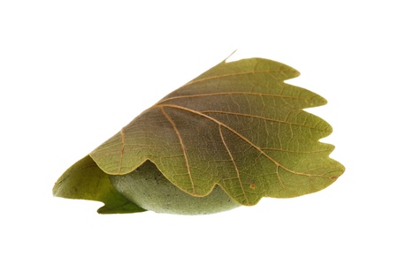 Kashiwamochi, rice cake wrapped in oak leaf                                