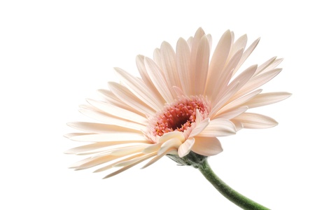 Pink gerbera isolated on white backgroundの写真素材
