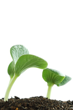 Young plant                                の写真素材