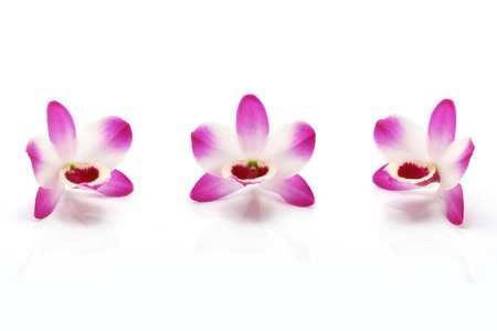 Orchids                                の写真素材