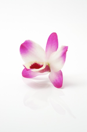 Orchid                               の写真素材