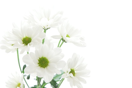 White spray mumの写真素材