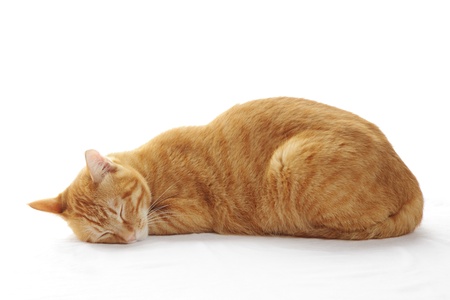 Ginger cat sleeping on the bedの写真素材