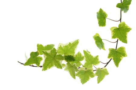 Green yellow ivy の写真素材