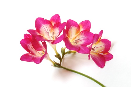 Pink freesia                                 の写真素材