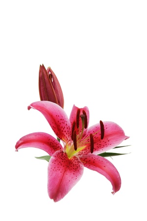 Pink lily isolated on white backgroundの写真素材