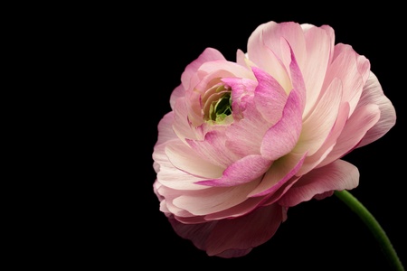 Pink ranunculus isolated on black backgroundの写真素材